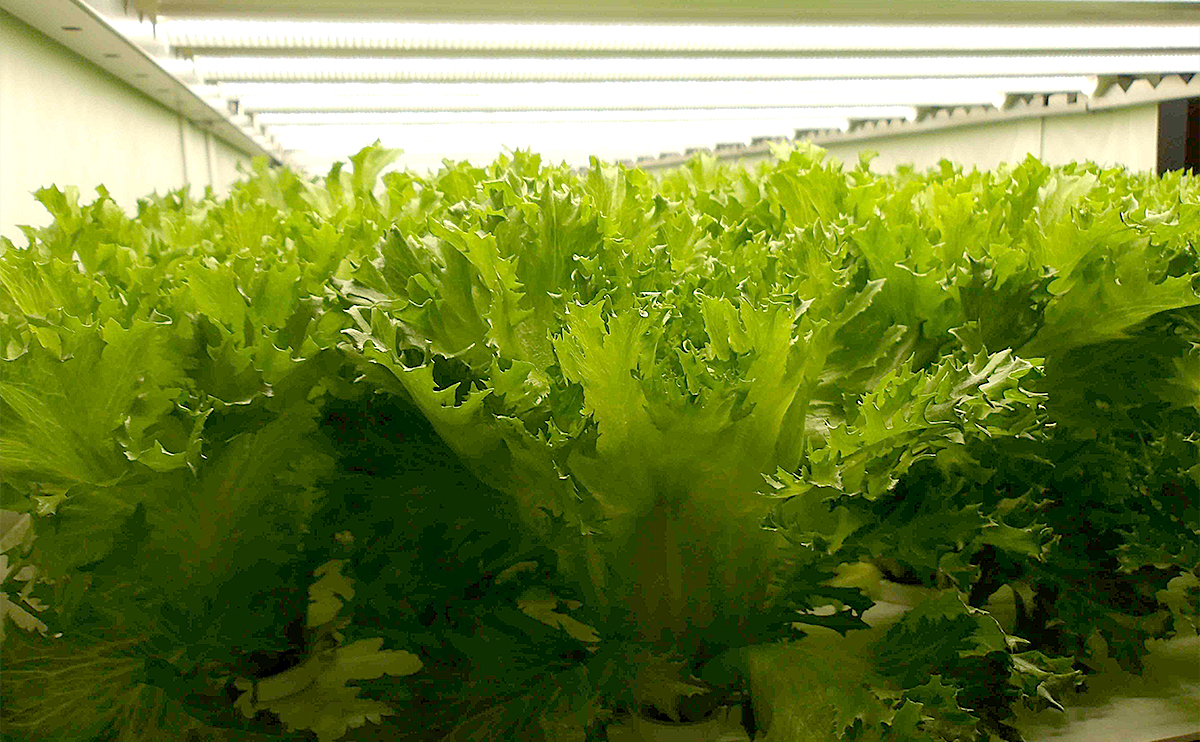Stable Food Supply (Food Security)